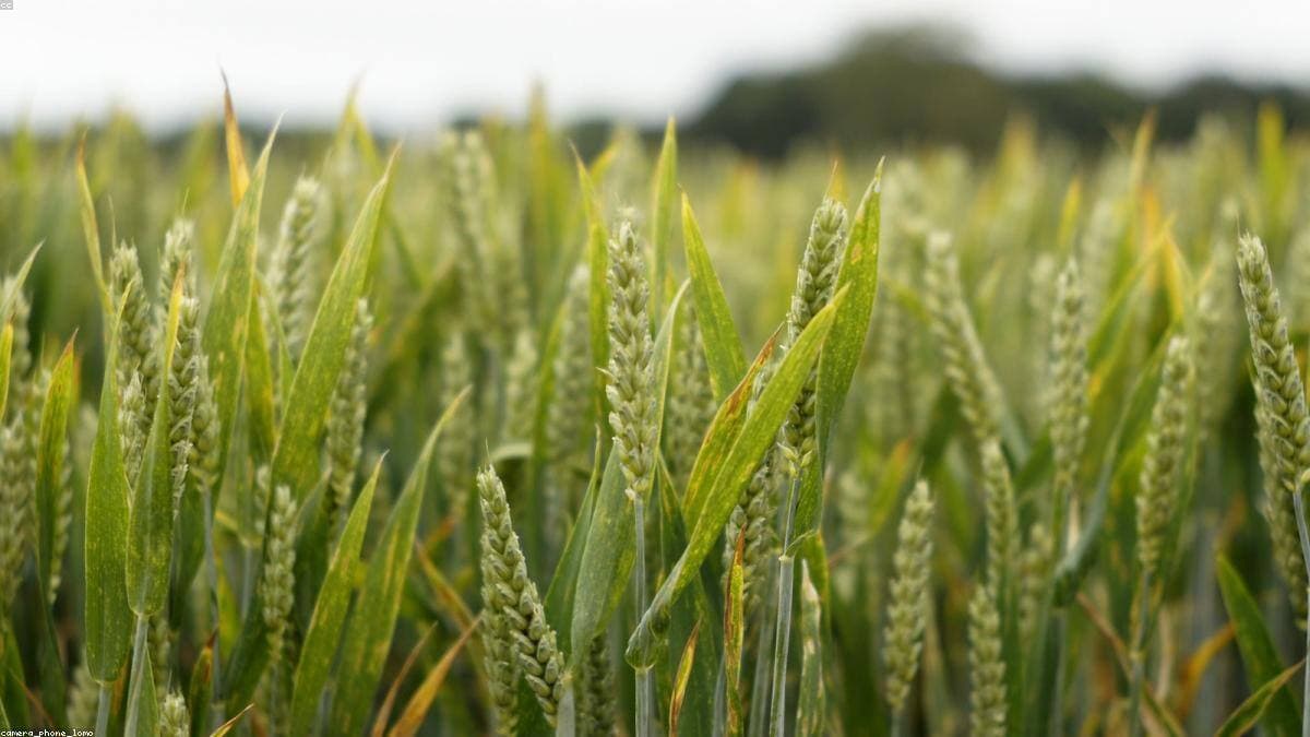 A golden field of wheat ready for the harvest.